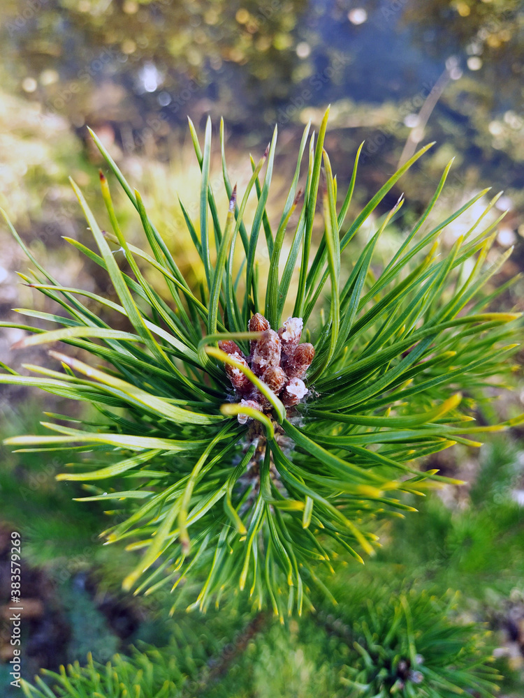 Spruce branch close up next to the pond Spruce branch close up next to the pond