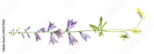 Line of watercolor flowers bell and violets on white background