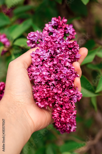 Fototapeta Naklejka Na Ścianę i Meble -  hand holding lilac flowers