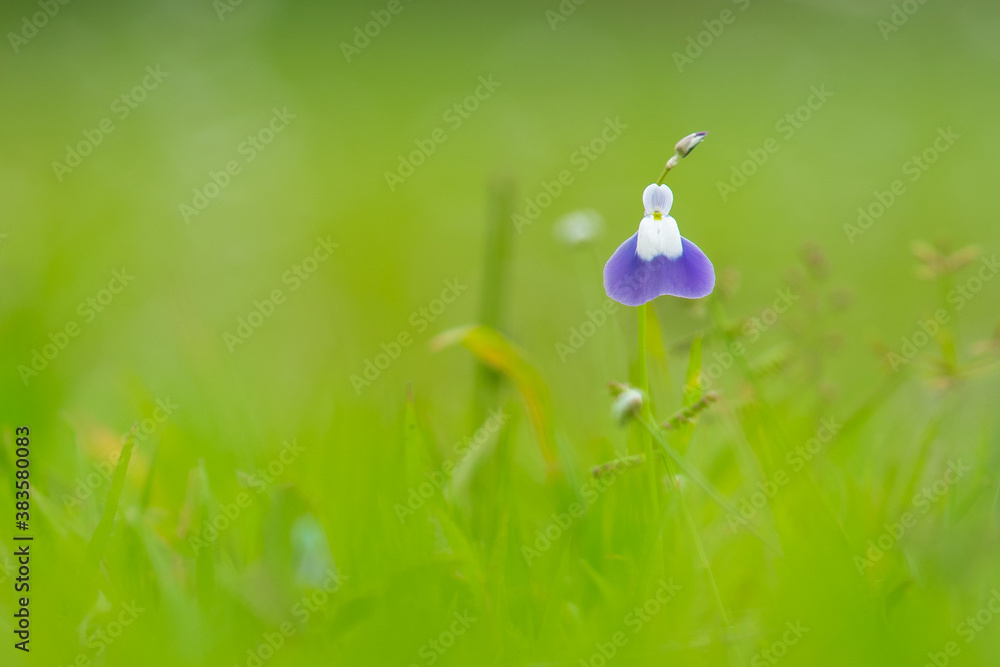 Flower in the Rainy Season Flower in the Rainy Season