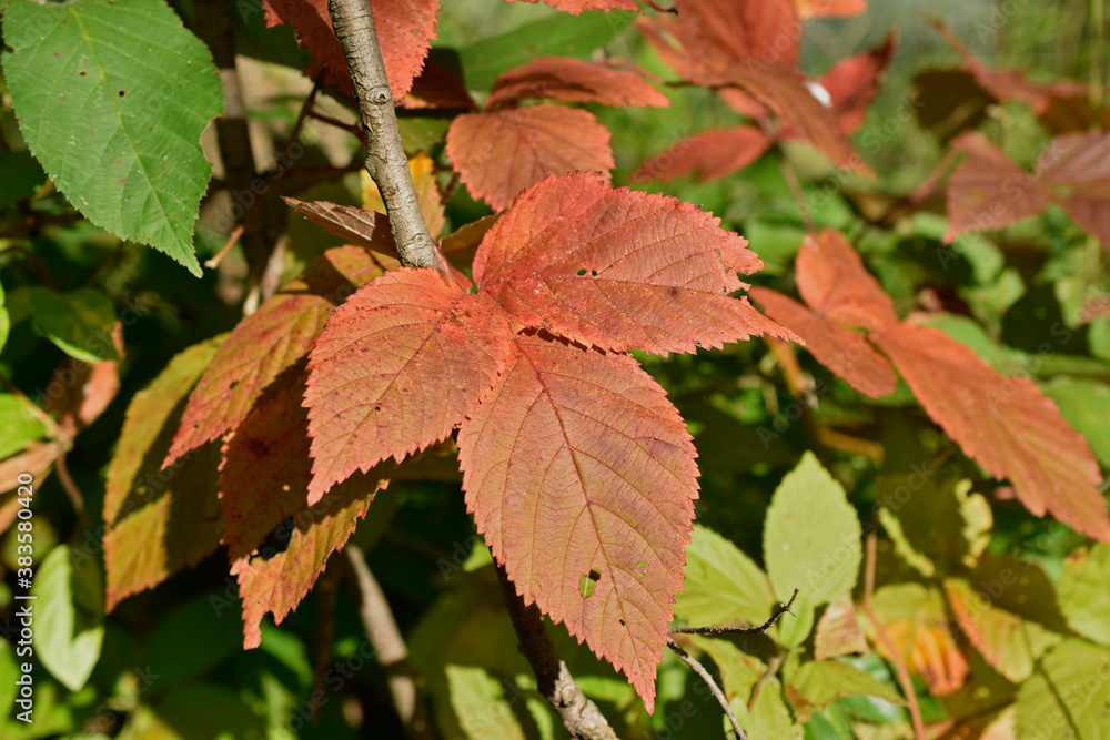 Red leaves in the woods in Autumn Red leaves in the woods in Autumn