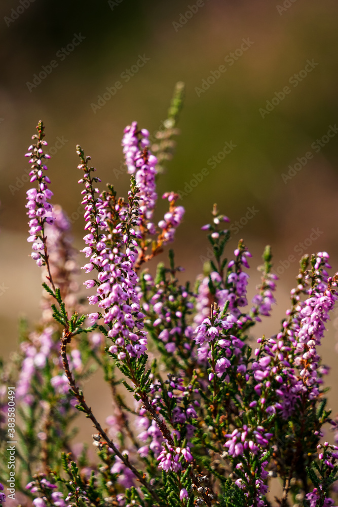 Obraz premium Blühende Fischbeker Heide 