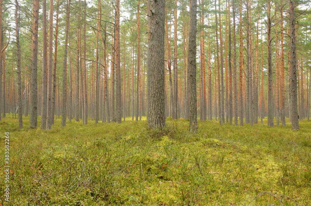 Fototapeta premium Pine forest at summer.