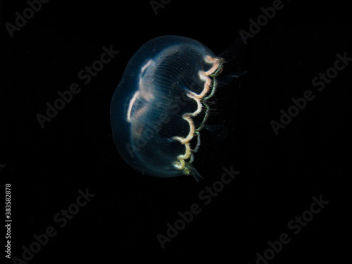 Jellyfish aurelia aurita swimming, Islas del Rosario National natural park photo