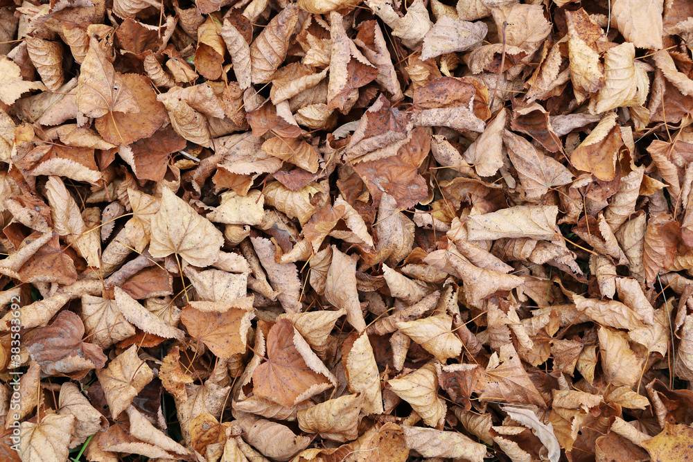 Top view of fallen leaves in surface background plain in flat lay. Withering and old age of autumn Top view of fallen leaves in surface background plain in flat lay. Withering and old age of autumn
