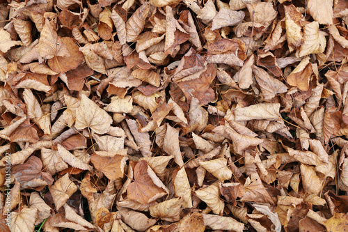 Top view of fallen leaves in surface background plain in flat lay. Withering and old age of autumn