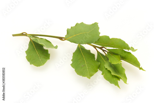 Green laurel leaves on the branch
