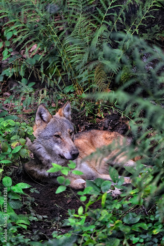 An european wolf resting in the woods An european wolf resting in the woods