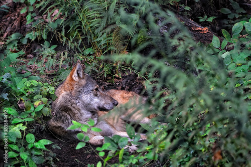An european wolf resting in the woods
