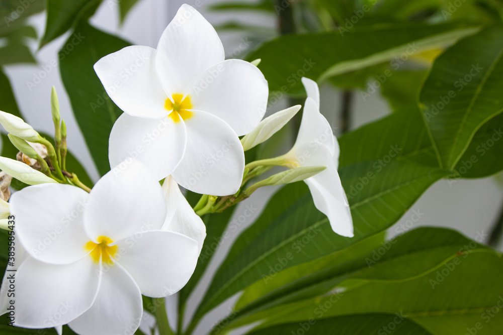 Obraz premium The white frangipani or plumeria flower on green leave background.