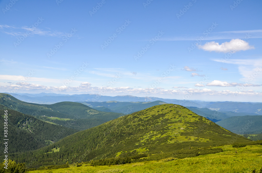 Sunny weather with clouds on the blue sky, mountain slope with the evergreen conifers. Beautiful view of Chornohora mountain ridge. Carpathians, Ukraine