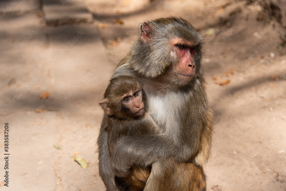 February 2019. Baoxiang temple is also called Shibao temple, which is located in the precipitous cliff of Foding mountain in Dali.  Place populated by hungry little monkeys