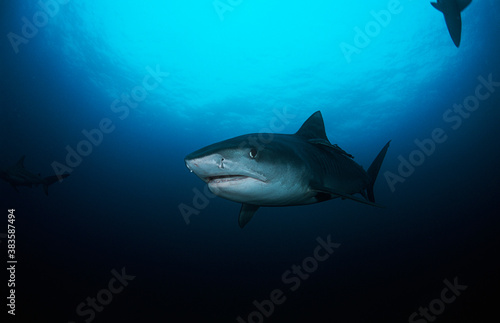 Tiger Shark (galelcerdo cuvieri) underwater view photo