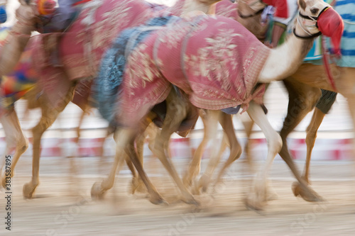 Foto Dubai UAE Blurred motion of camels running during training at Nad Al Sheba Camel