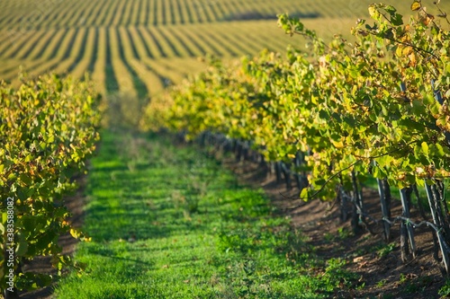 Фотография Vineyard in Santa Maria California