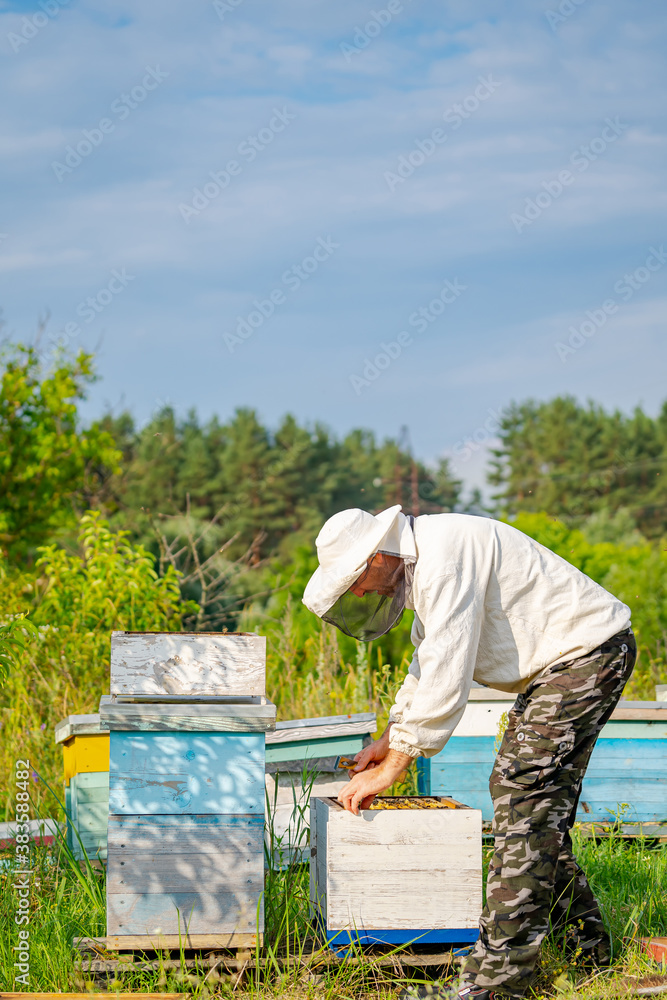 Beekeeper is working with bees and beehives on the apiary. Sunny day at meadow. Beekeeper is working with bees and beehives on the apiary. Sunny day at meadow.