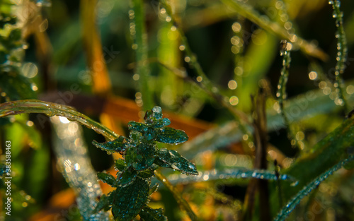 MORNING DEW DROPS - Wet autumn morning on a sunny meadow