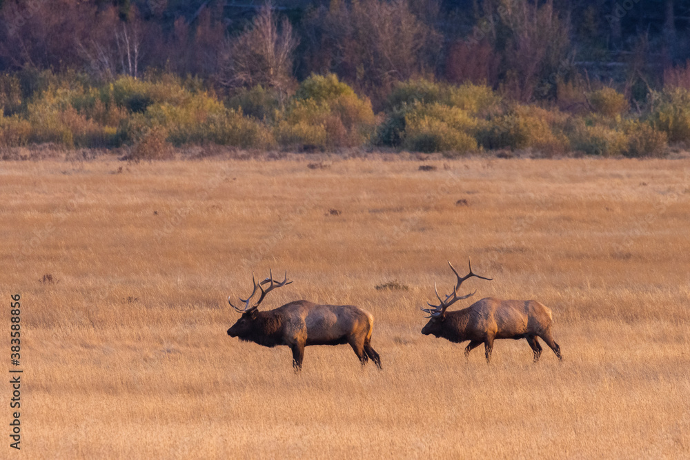 Fototapeta premium Elk Rut in Rocky Mountain National Park