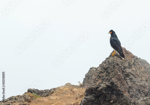 Portrait with copy space of a Carunculated Caracara (Phalcoboenus carunculatus) on a peak of the Rucu Pichincha volcano in the mist, Quito, Ecuador.