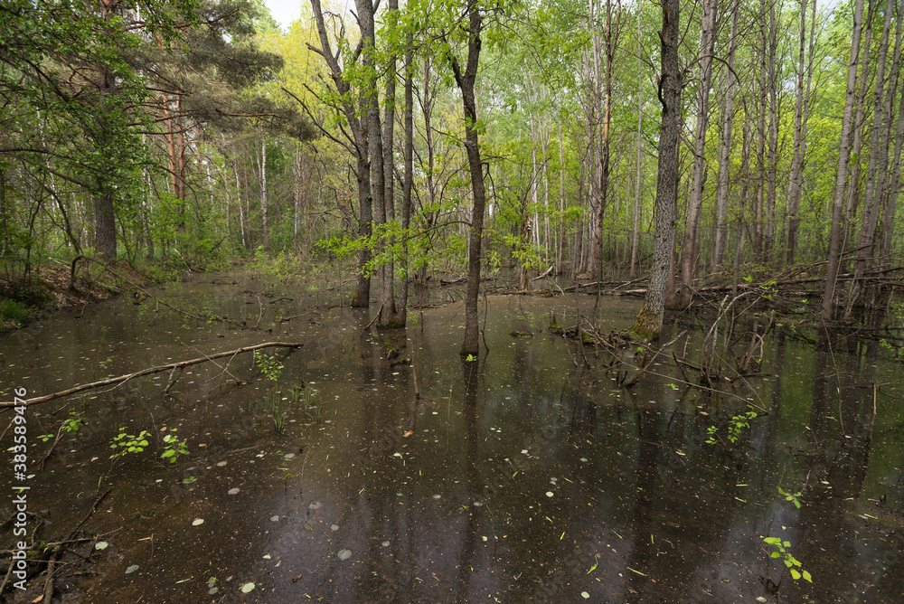 Swamp in Chernobyl exclusion zone