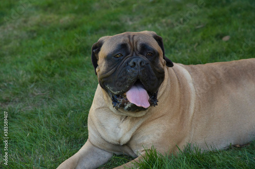 2020-10-07 A LARGE BULLMASTIFF RESTING IN A GREEN LAWN © Michael J Magee