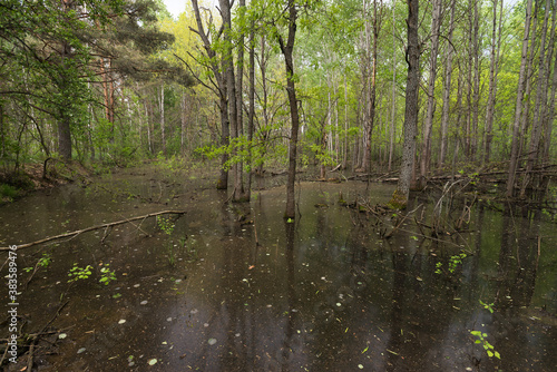 Swamp in Chernobyl exclusion zone