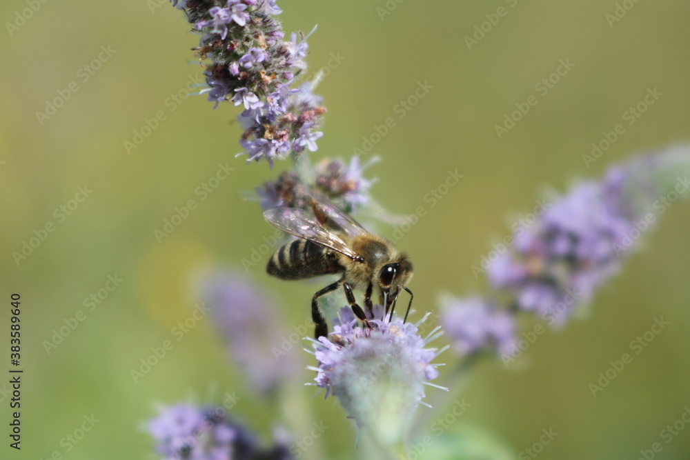 bee on lavender bee on lavender