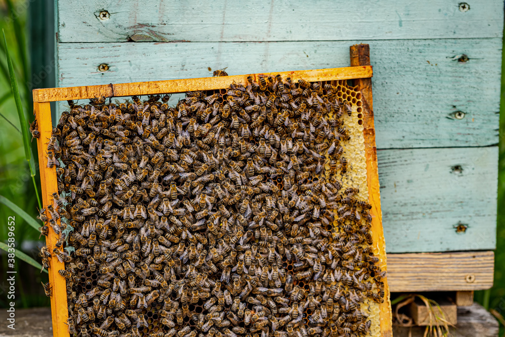 Bees on frame at apiary. Honeycomb leaned on hive. Bees sitting on special wooden equipment for collecting honey. Closeup. Bees on frame at apiary. Honeycomb leaned on hive. Bees sitting on special wooden equipment for collecting honey. Closeup.