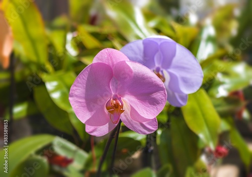 The flowers are pink and lilac on a green background.