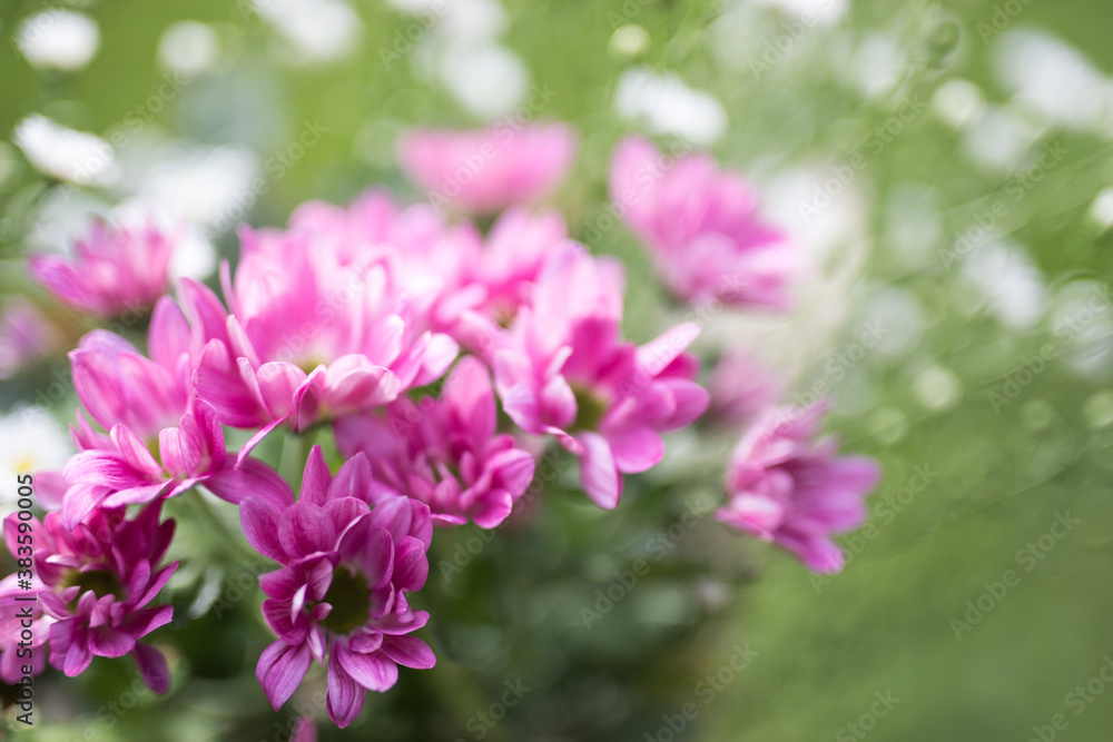 Close up of flowers with blurred background Close up of flowers with blurred background