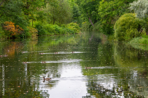 forest landscape pond surrounded by trees