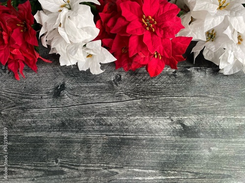 Red and white poinsettia on wood