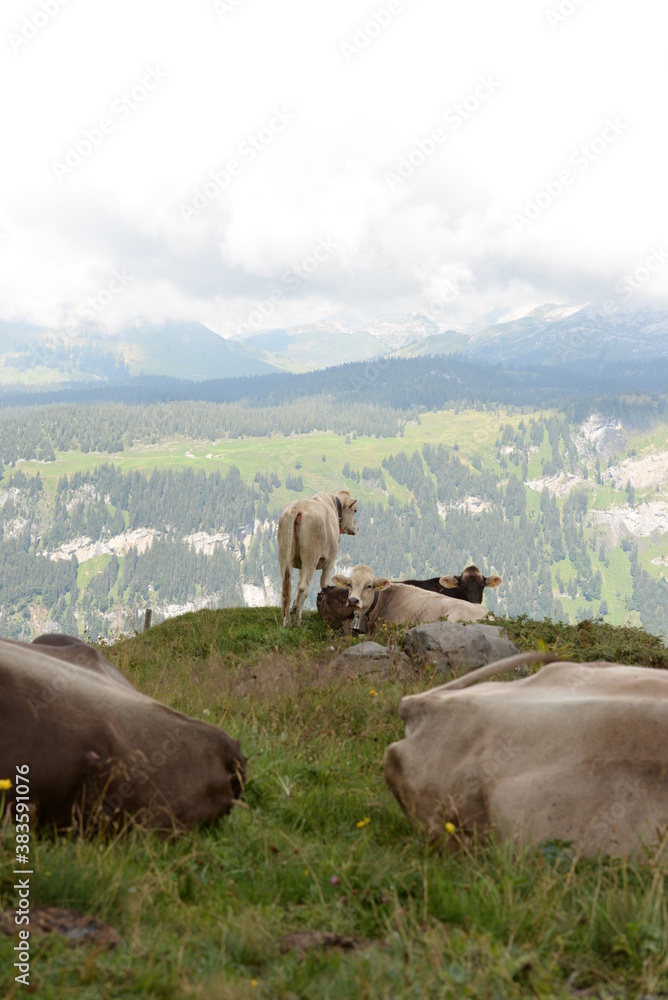 Kühe auf der Almweide