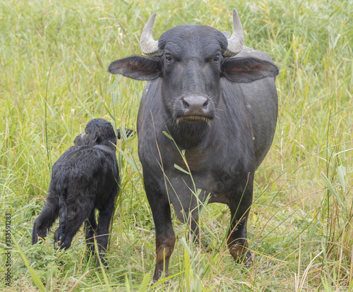 Young calf with mother - Water buffalo . Orlovka village, Reni raion, Odessa oblast