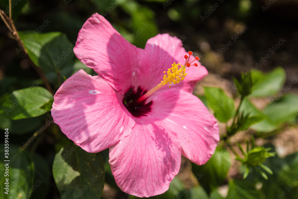 Hibisco rosa con centro amarillo muy de cerca Hibisco rosa con centro amarillo muy de cerca