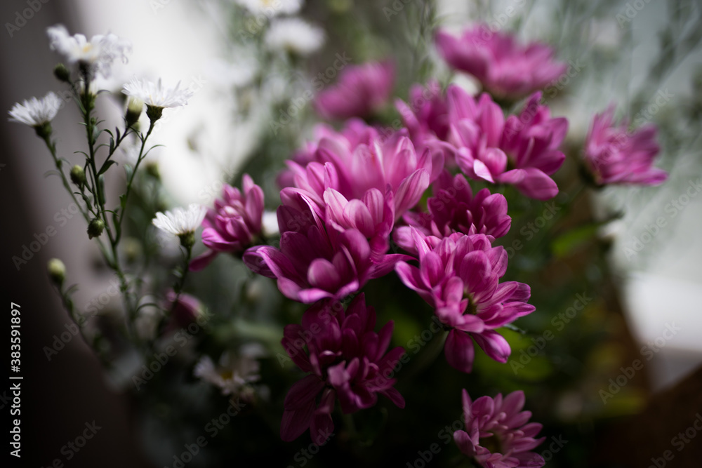 Close up of flowers with blurred background Close up of flowers with blurred background