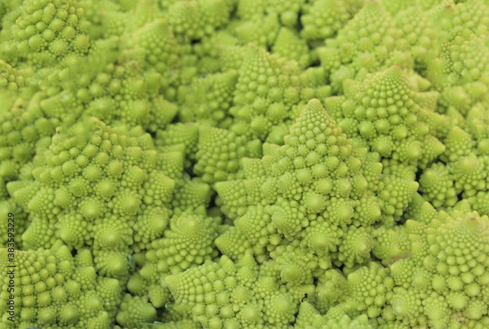 Background of fresh kohlrabi cabbage, close-up Background of fresh kohlrabi cabbage, close-up