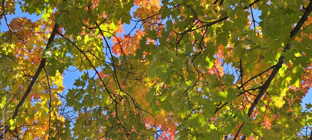 Looking through shadey autumn colors Looking through shadey autumn colors