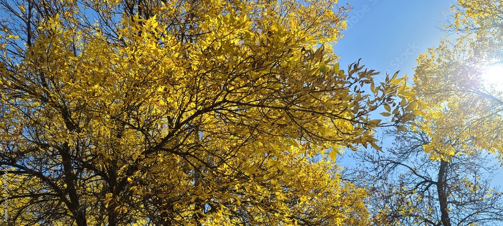 Golden autumn leaves reaching out to peeping sunlight Golden autumn leaves reaching out to peeping sunlight