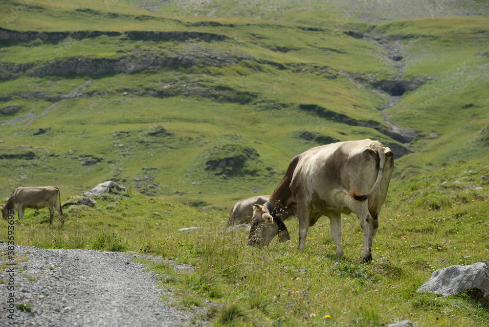 custom made wallpaper toronto digitalKühe auf der Almweide