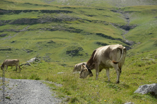 Wallpaper Mural Kühe auf der Almweide Torontodigital.ca