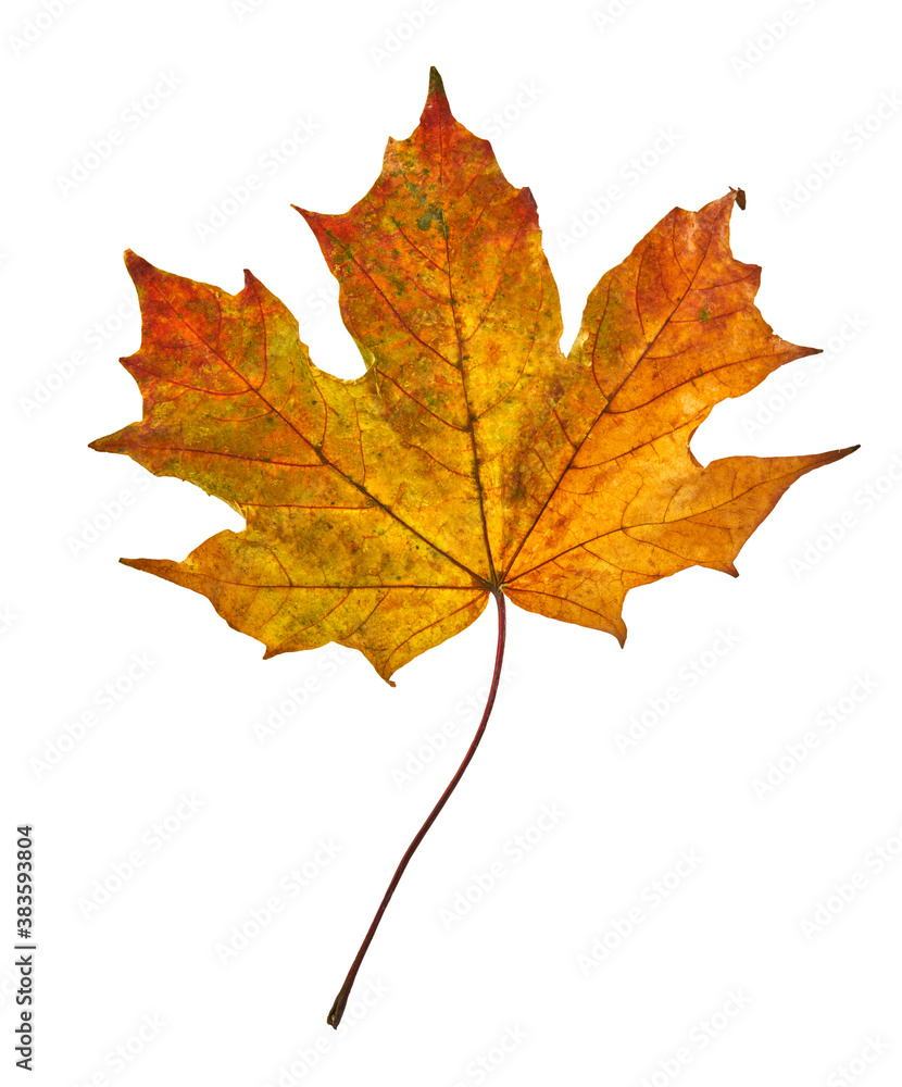 Yellow maple leaf as an autumn symbol. Isolated on white. Yellow maple leaf as an autumn symbol. Isolated on white.