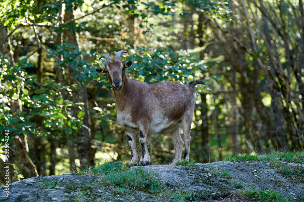 Mountain goat in the sauvage wild Mountain goat in the sauvage wild