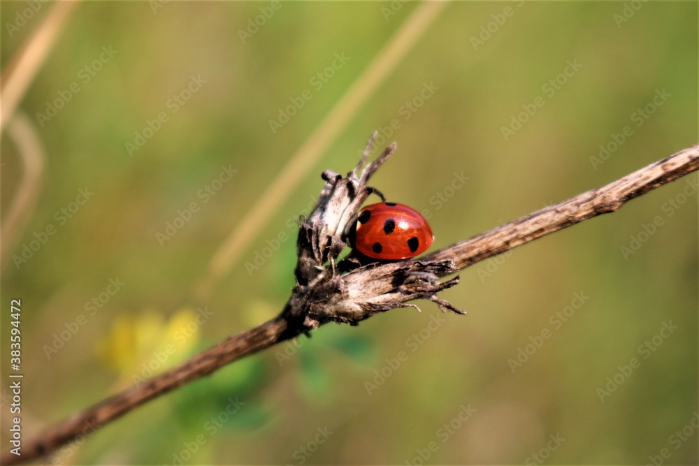 ladybird on a leaf ladybird on a leaf