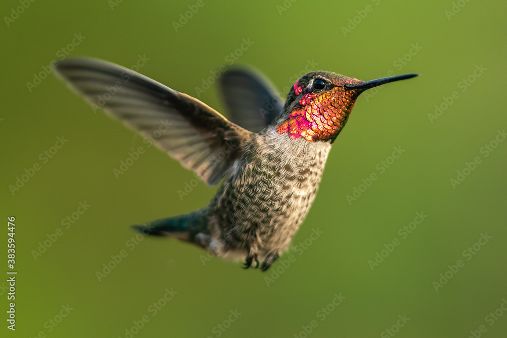 Fototapeta premium Hummingbird flying, flapping its wings in flight.