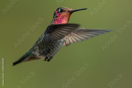Hummingbird flying, flapping its wings in flight.