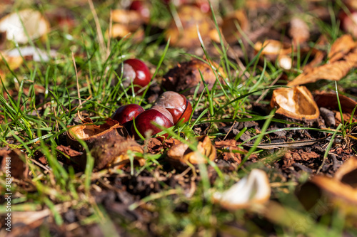 Chestnuts in a green wrapper are grazed in the grass.