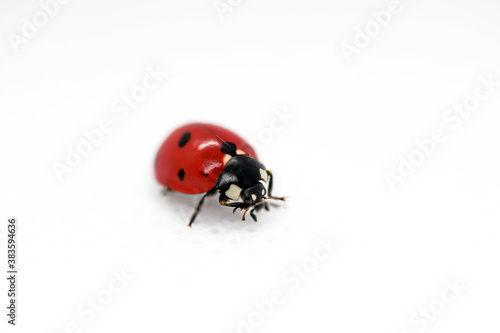 Ladybug on a white background. Close-up. White background. Isolate © Эльвира Турсынбаева