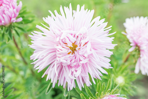 Pink chrysanthemum flower in garden. Chinese Double Ninth Festival symbol. 
