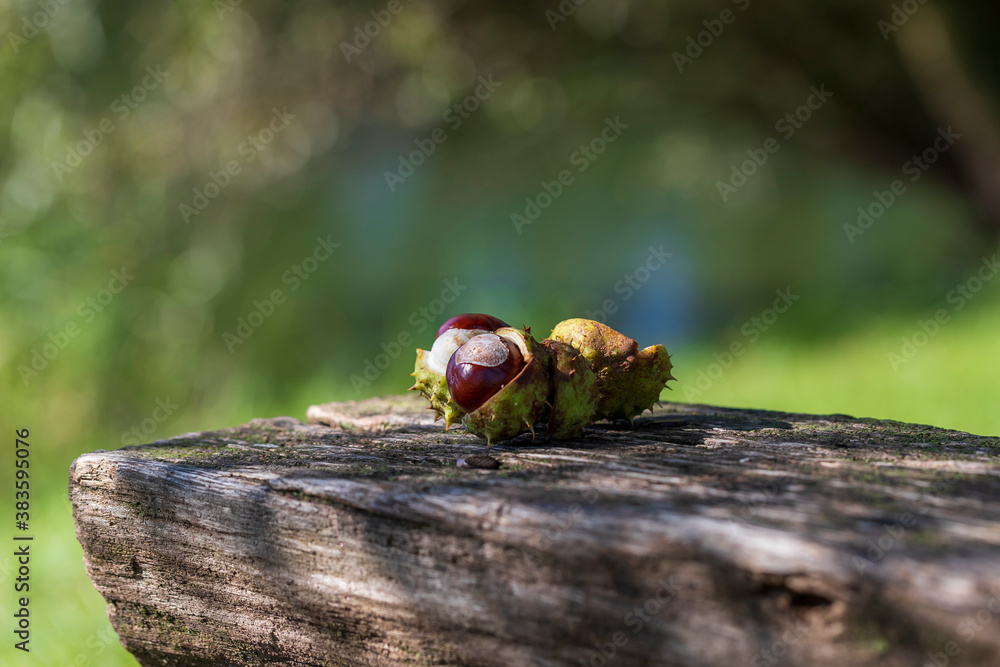 Chestnuts in a green container lie on a wooden bench. The background is green with nice bokeh. Chestnuts in a green container lie on a wooden bench. The background is green with nice bokeh.